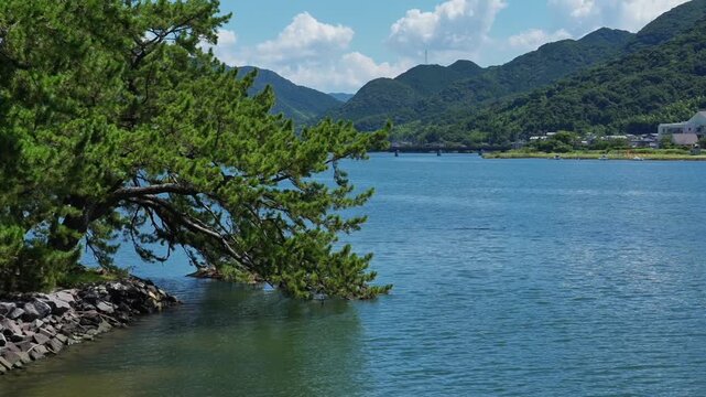 By the river in Hagi, Japan, a pine tree's branches droop to the clear water. Distant mountains, trees, bridges and houses look pleasing summer against the blue sky and white clouds.