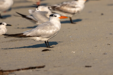 A royal tern perched on the sand