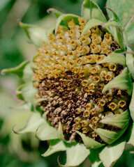 sunflower seed head