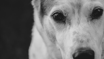 Gaze of a loyal dog in black and white