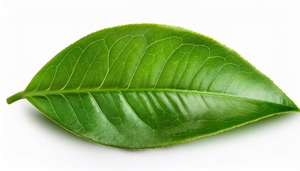Obraz premium Green Tea Leaf Isolated