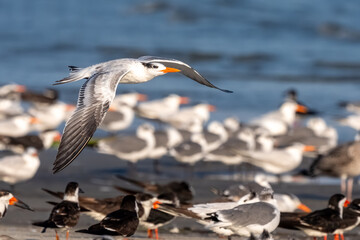 A royal tern flying over a beach