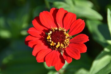 A bright red zinnia flower is blossoming outdoor in sunny day.