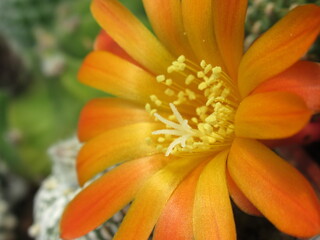 Zbliżenie na kwitnącego na pomarańczowo kaktusa  © Kumulugma