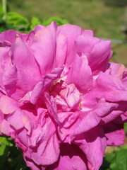 Zbliżenie na kwiat róży © Kumulugma