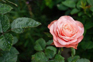 Relaxing view of natural greenery of tropical foliage plant