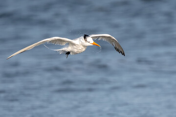 A royal tern flying over a beach