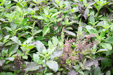 Relaxing view of natural greenery of tropical foliage plant