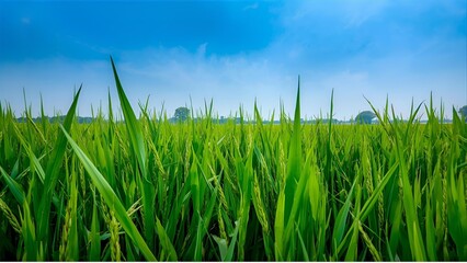 Obraz premium grass and sky