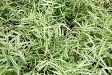 Relaxing view of natural greenery of tropical foliage plant