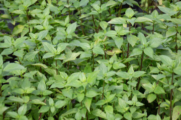 Relaxing view of natural greenery of tropical foliage plant