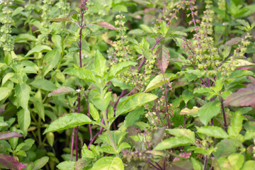 Relaxing view of natural greenery of tropical foliage plant
