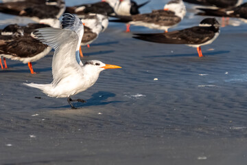 A royal tern landing on a beach
