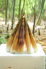 Fresh Spring Bamboo Shoots Husked and Arranged in Natural Forest Setting