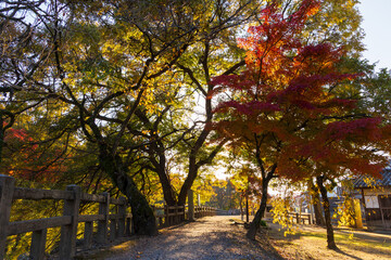 Fototapeta premium 日本の風景・秋 紅葉の世界遺産 国宝姫路城