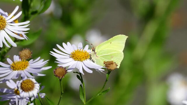 Common brimstone butterfly (Gonepteryx rhamni) moving around on a white daisy in Zurich, Switzerland