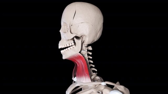 Platysma Muscle Movement Side View
