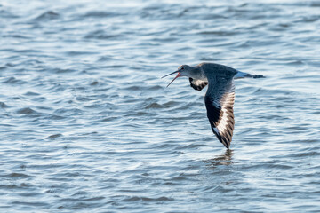 An Eastern willet flying over the ocean