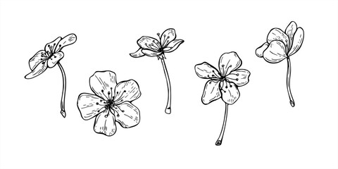 Monochrome vector illustration of fruit tree blossoms. Set of plum, peach, apricot, almond or apple single flowers. Floral spring etching elements for botanical designs, posters, invitation