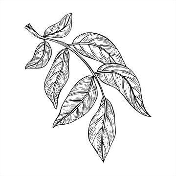 Monochrome vector illustration of walnut tree branch with leaves painted by black inks. Etching drawing of foliage for organic food packaging, herbal product labels, garden center design.