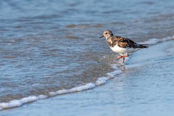 Shorebird on a sandy beach