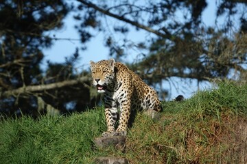 Gepard sitzt mit geöffnetem Maul auf einem Grashügel und blickt in die Ferne. Die Szene zeigt das elegante Raubtier in seiner natürlichen Umgebung.
