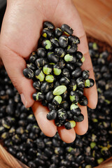 Raw Black Beans with Green Sprouts in Cupped Hands Over Wooden Bowl