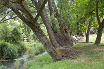 Paisaje con sauces a la orilla del  río Guadalaviar, provincia de Teruel, España