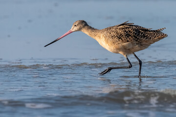A marbled godwit walking on the shore