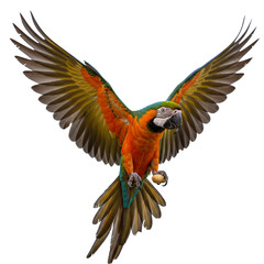 Obraz premium Flying Macaw with Peanut in Claws, Whole Body Angled View, isolated