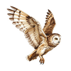 Obraz premium Flying Owl Watercolor Painting, Side Profile, isolated on transparent background