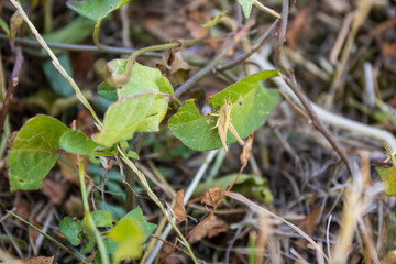 Grasshopper camouflaged on green leaf in natural habitat