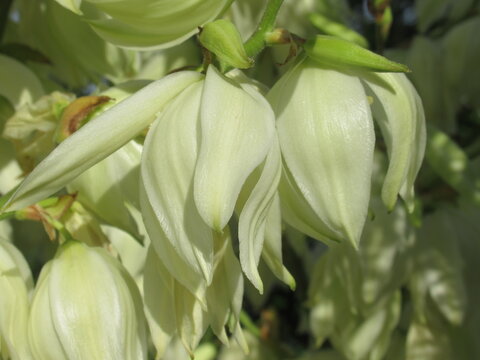 Zbliżenie na białe kwiaty rośliny z gatunku juka