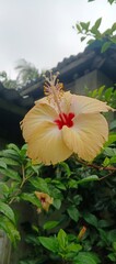 Pale Yellow Hibiscus with Red Center Blooming in Green Garden