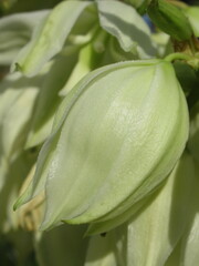 Zbliżenie na białe kwiaty rośliny z gatunku juka © Kumulugma