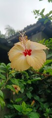 Pale Yellow Hibiscus with Red Center Blooming in Green Garden