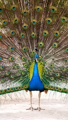 Obraz premium Majestic peacock displaying its vibrant plumage