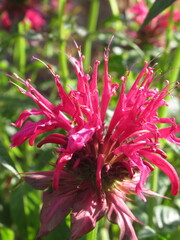 Zbliżenie na różowe kwiaty pysznogłówki © Kumulugma