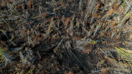 Aftermath of a forest fire in New Brunswick, Canada. 
