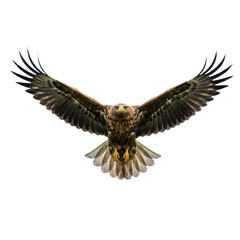 Top-Down View of Bald Eagle in Flight, Angled Wing Pose, isolated