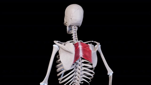 Rhomboid Muscle Movement