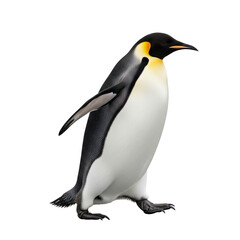 Obraz premium Waddling Emperor Penguin Front View, isolated on transparent background