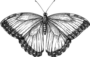 Tropical butterfly sketch. Hand drawn insect vector illustration. Exotic nature design element. NOT AI generated