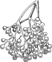 Elderberry sketch. Apothecary drawing. Medicinal plant hand-drawn vector illustration. NOT AI generated