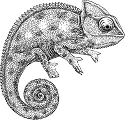 Chameleon sketch. Reptile hand drawn vector illustration. Tropical animal design element. NOT AI generated