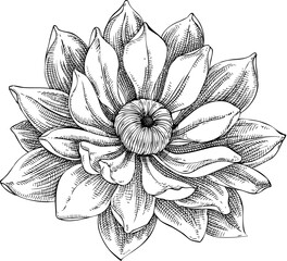 Lotus sketch. Hand-drawn vector illustration. Exotic flower water lily drawing. NOT AI generated