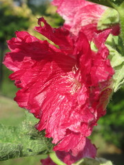 Zbliżenie na różowy kwiat malwy © Kumulugma