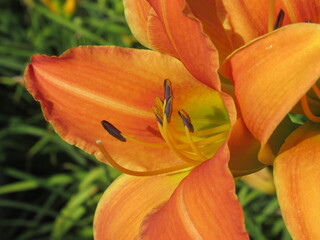 Zbliżenie na pomarańczowy kwiat liliowca © Kumulugma