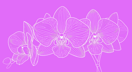 Orchid blossoms illustration on purple background