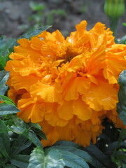 Zbliżenie na pomarańczowy kwiat rośliny z gatunku tagetes © Kumulugma